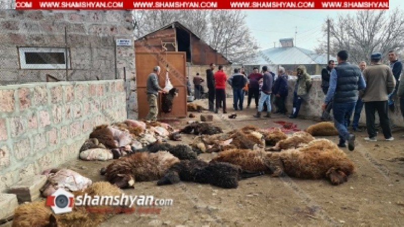 Գիշերը գայլերի ոհմակը մտել է Ագարակավան,170 մայրացու ոչխար հոշոտել. գյուղացուն հասցվել է 40000 դոլարի վնաս 