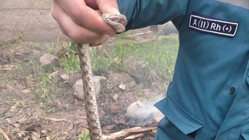 Գյուրզա տեսակի օձ է հայտնաբերվել