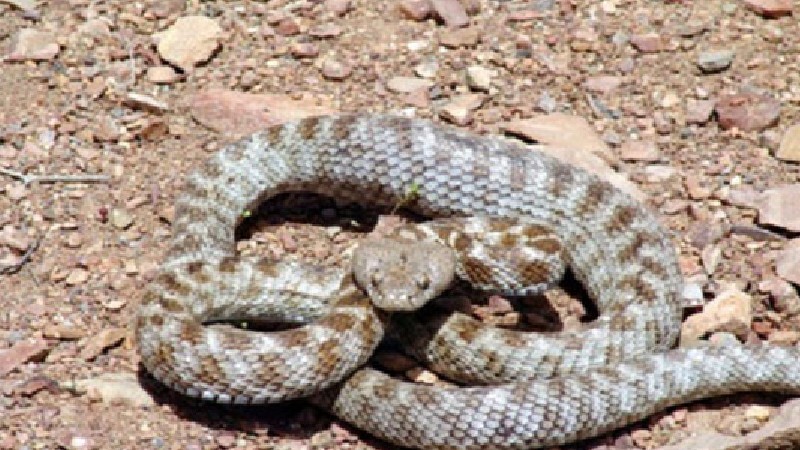  Հալաբյան փողոցում հայտնաբերվել է գյուրզա տեսակի օձ