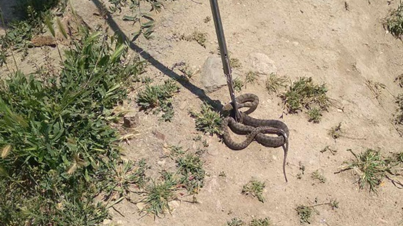  Դովեղի տներից մեկում իժ տեակի օձ է հայտնաբերվել