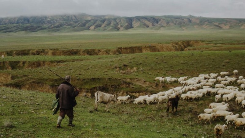 Ադրբեջանական կողմը ռուս խաղաղապահներին է փոխանցել հայ հովվին