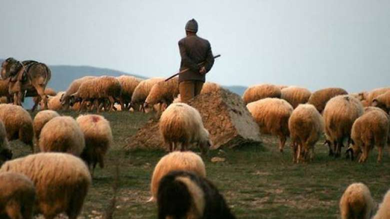 Գերեվարված հովիվը փոխանցվել է հայկական կողմին. Տեղի համայնքապետ