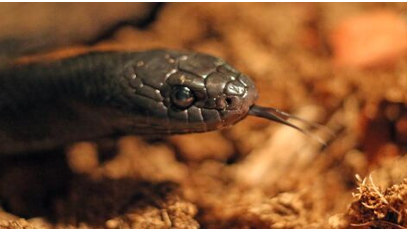 Ինչպես տարբերել թունավոր օձերին