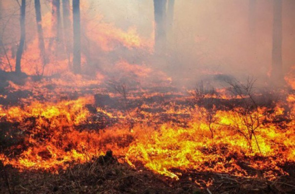 «Դիլիջանի ազգային պարկի» «Ջիլուտ թալա» կոչվող հանդամասի հրդեհը մարվել է. այրվել են մոտ 2,7 հա բուսածածկ տարածք, 17 ծառ