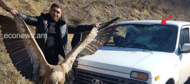 Հայաստանում ապօրինի որսի զոհ է դարձել հազվագյուտ սպիտակագլուխ անգղը 