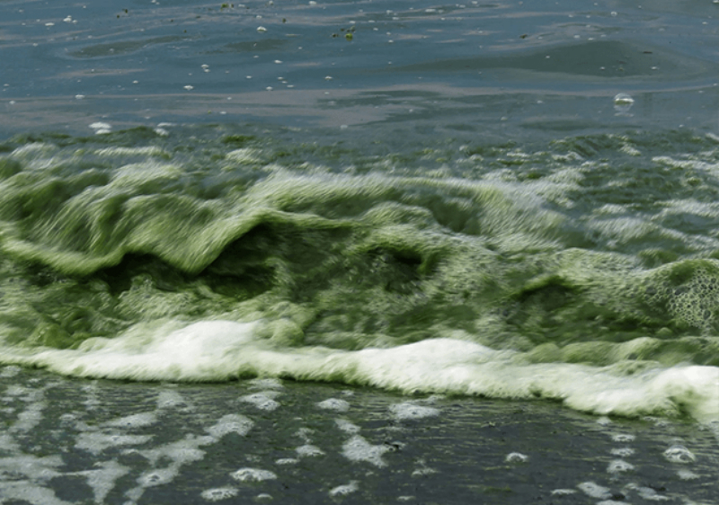 Սևանում հաջորդ տարի ևս ակնկալվում է կապտականաչ ջրիմուռների աճ. Էրիկ Գրիգորյան