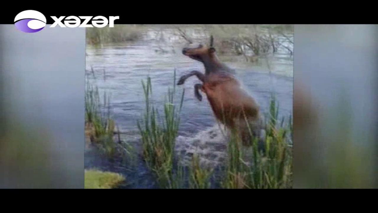Ինչպես են կովերին լողացնում Ադրբեջանում (տեսանյութ)