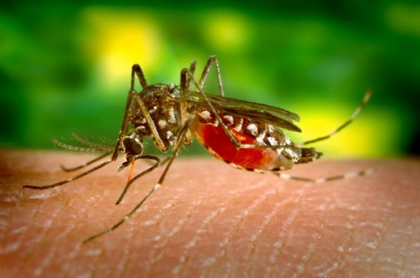 Բնական միջոցներ՝ մոծակներին և այլ միջատներին վանելու համար