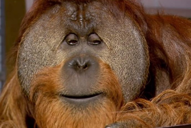 В США умер выучивший язык жестов орангутанг Чантек