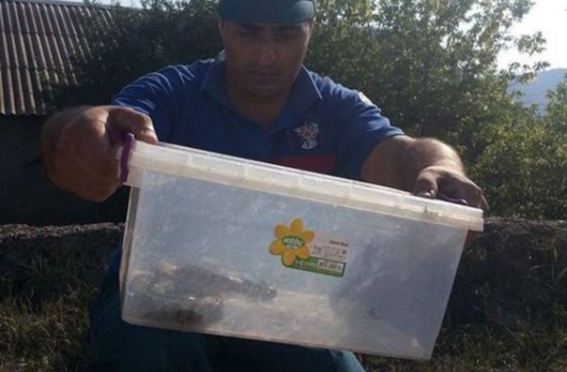 Երևանյան տներից մեկում շահմար տեսակի օձ է հայտնաբերվել