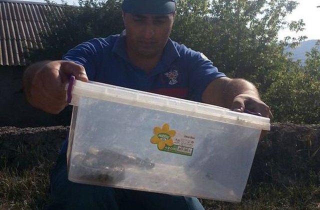 Երևանում հայտնաբերված օձին տեղափոխել են անվտանգ տարածք