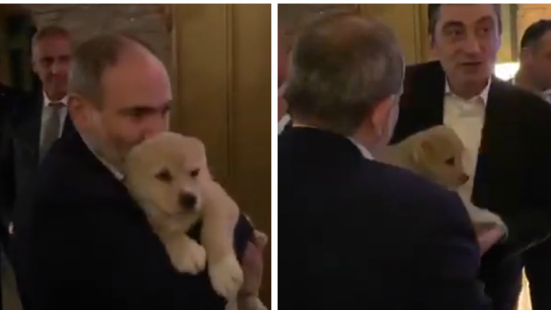 (Տեսանյութ) Անկեղծ, սա արդեն մեր 5-րդ շունն է․ ինչպես է Վրաստանի վարչապետը Նիկոլ Փաշինյանին շուն նվիրում