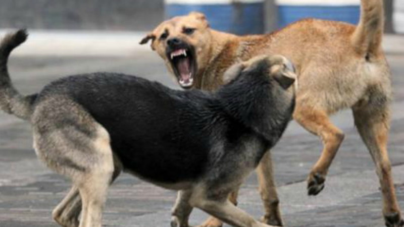 Գազազած շները հարձակվում են նույնիսկ աղբարկերի միջից. քանի մարդ է տուժել. «Ժողովուրդ»