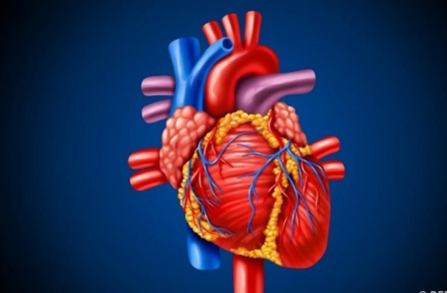 Սրտի նոպայից առաջ օրգանիզմը զգուշացնում է այդ մասին. 6 նախանշան