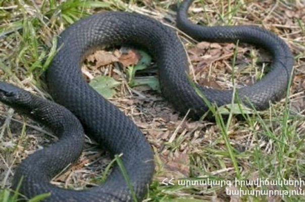 Փրկարարները հայտնաբերել են օձին և տեղափոխել անվտանգ տարածք