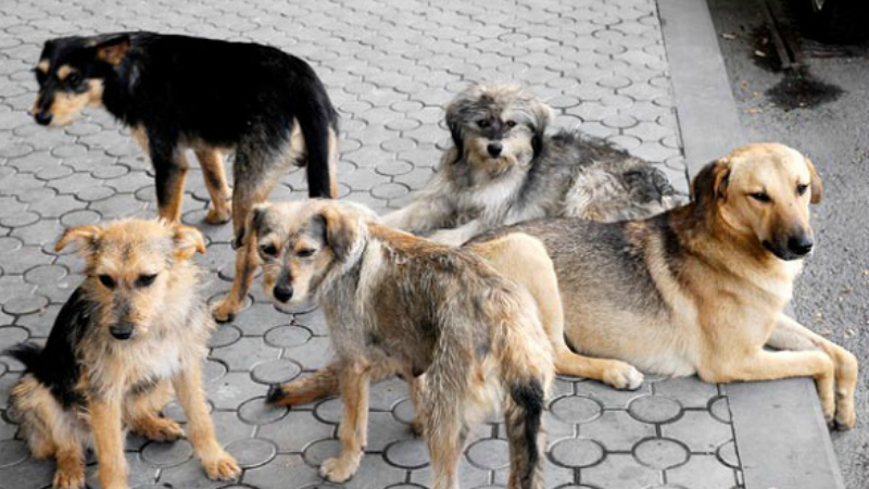 Ձեռնարկված միջոցառումների արդյունքում Մալաթիա Սեբաստիա վարչական շրջանից ավելի քան 30 շուն հետազոտվել է մասնագետների կողմից
