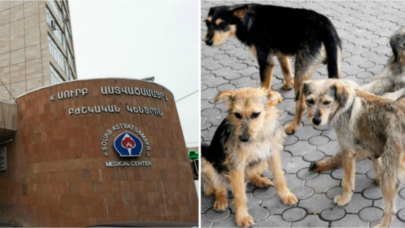 Գյումրիում մի խումբ թափառող շներ հարձակվել են 2.5 տարեկան երեխայի վրա. երեխան «Սուրբ Աստվածամայր» ԲԿ-ում 2 անգամ վիրահատվել է