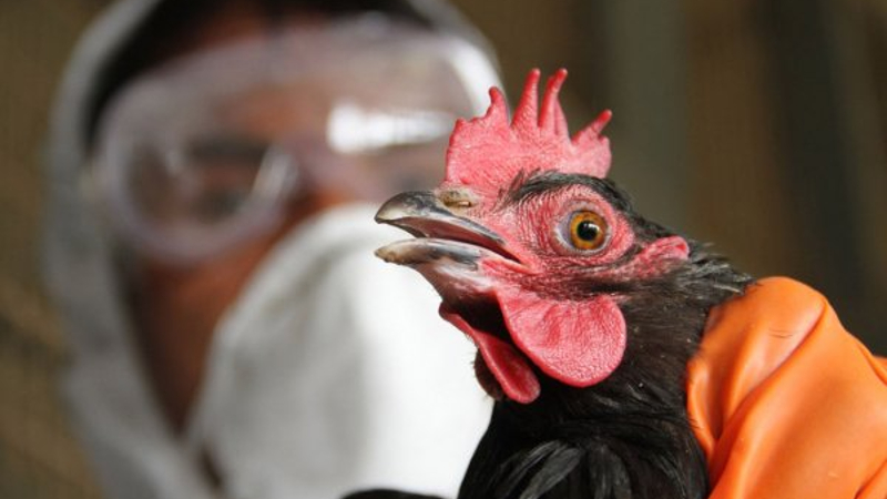 Թռչնագրիպի բռնկում՝ Նիդեռլանդներում. մորթվել է 105 հազար հավ