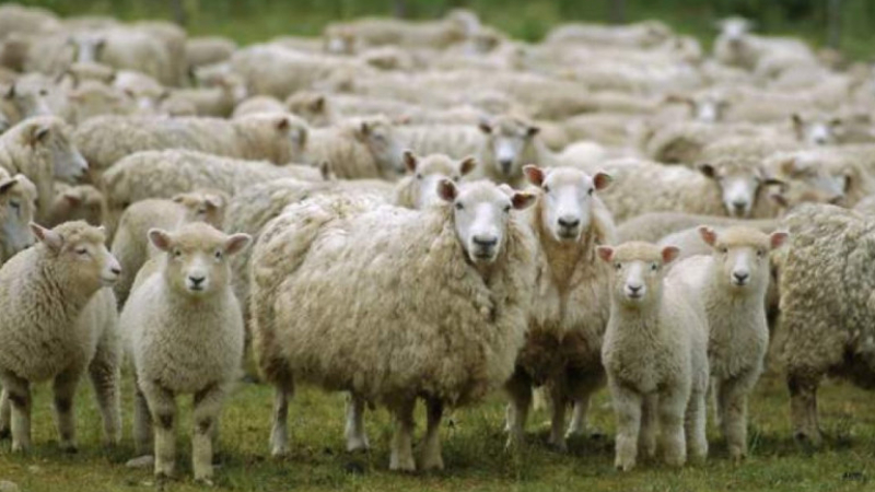 Քանի ոչխար է արտահանվել և ներմուծվել. «Ժողովուրդ»