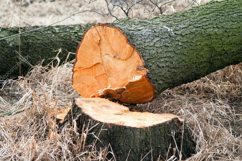 Դիլիջանի անտառներից ապօրինի հատել է 2 բոխի թաց կանգուն ծառ. Ճանապարհին բռնվել է