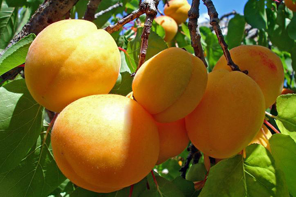 Экспорт абрикосов из Армении вырос примерно на 30%