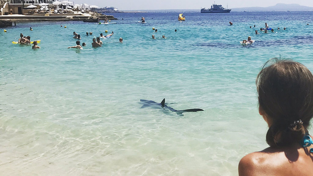 На Мальорке несколько пляжей эвакуировали из-за акулы (видео)