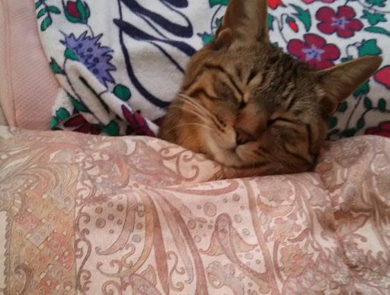 Сонные коты и псы под одеялами стали героями соцсетей