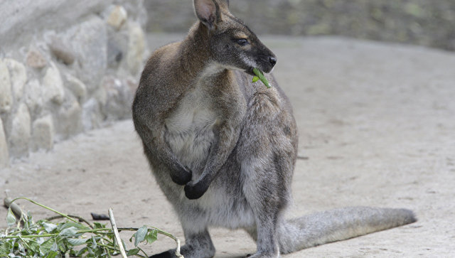 В Новосибирском зоопарке кенгуру-мать выгнала детеныша из сумки