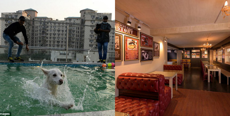 Հնդկաստանում շների համար նախատեսված էլիտար հյուրանոց է բացվել (լուսանկարներ)