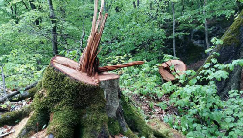 Անտառապահի գիտությամբ Նոյեմբերյանում ծառեր են հատվել (տեսանյութ)