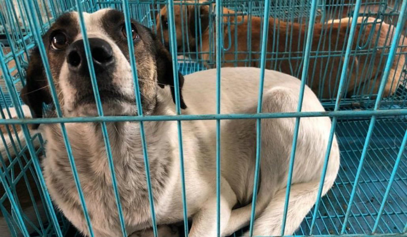 Կենդանաբանական այգու աշխատակիցների կողմից բռնված շների մոտ արտառոց ոչինչ չի նկատվել. ԹԿՎԿ