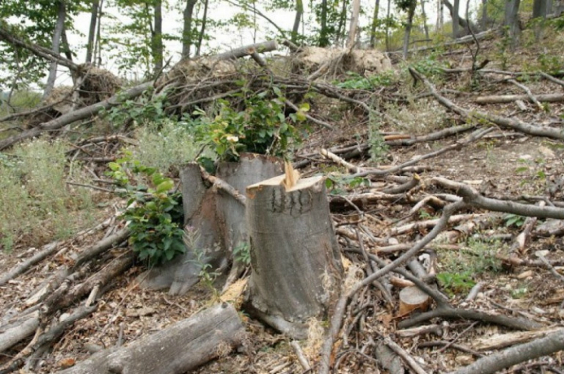 «Իջևան» անտառտնտեսության տարածքում 28-ամյա քաղաքացին բենզասղոցով ծառ է կտրել, ճյուղն ընկել է գլխին և ստացած վնասվածքից մահացել է
