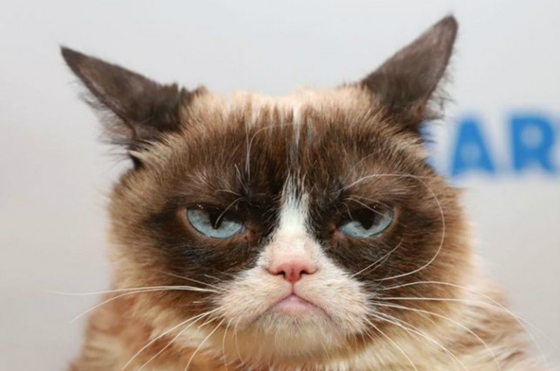 ԱՄՆ-ում սատկել է 100 մլն դոլար կարողություն հավաքած հանրահայտ «դժգոհ» կատուն 