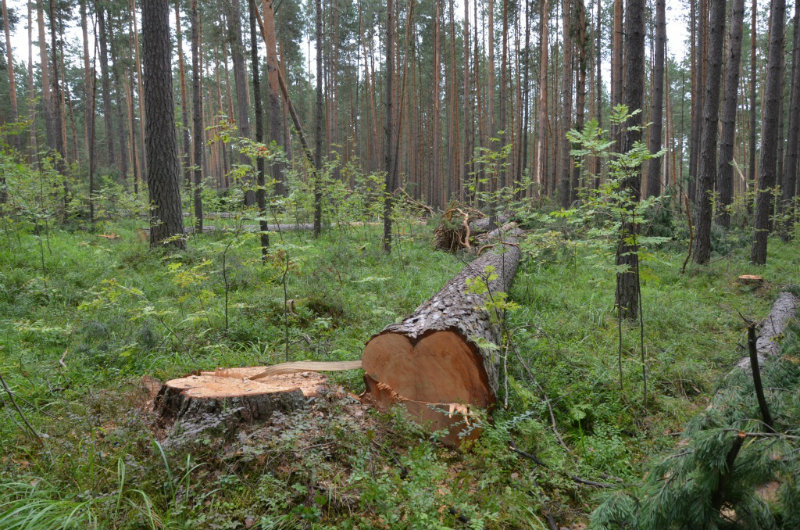 Եղեգնուտի անտառապահը 75 ծառ է ապօրինի հատել. քրգործ է հարուցվել. ՔԿ
