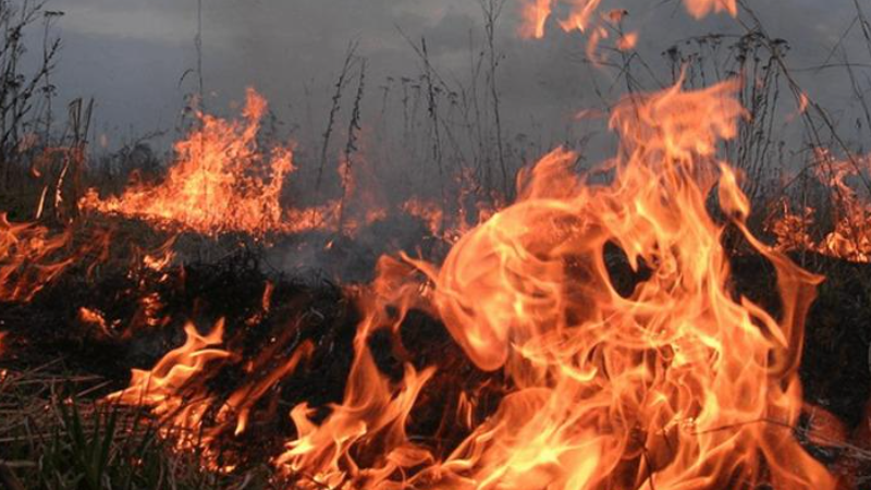 Էջմիածին-Մարգարա ավտոճանապարհին այրվել է խոտածածկույթ և մոտ 30 հակ անասնակեր