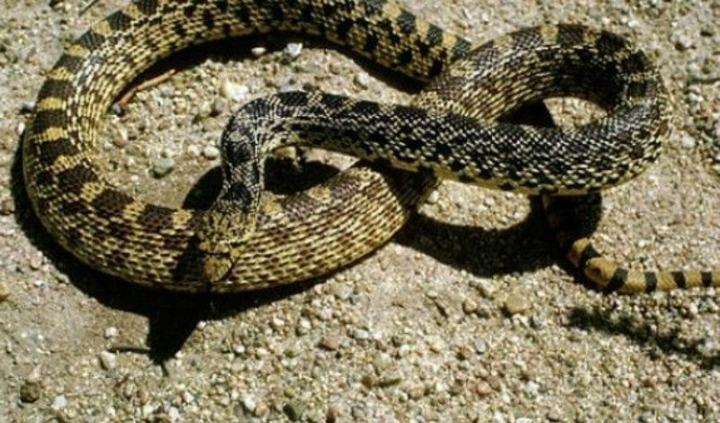 Փրկարարները Երևանում և Արագածոտնում 3 տեսակի օձ են բռնել