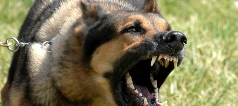 Էջմիածնում 57-ամյա տղամարդը թափառող շների սպանդն իրականացրել է սեփական հրացանով