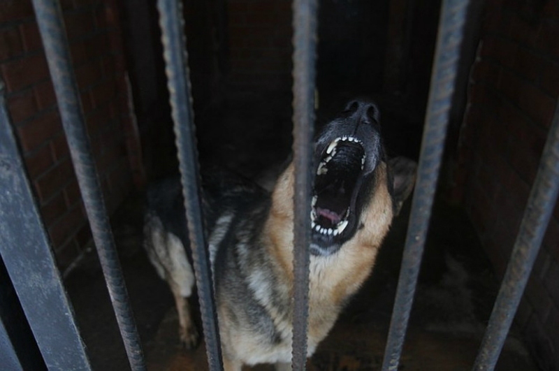 ՌԴ-ում շունը հոշոտել է մեկ տարեկան երեխային
