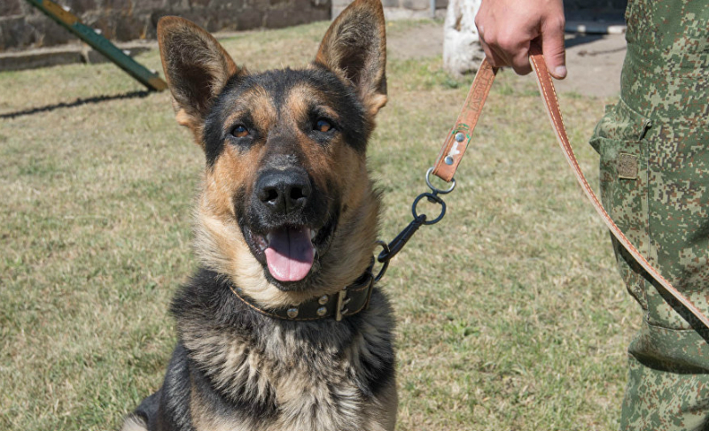 Սյունիքում ռուս սահմանապահը իր շան օգնությամբ  գտել է  անհայտ կորած բնակչի մարմինը