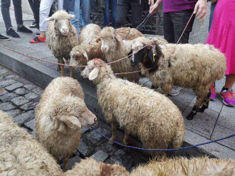 Գախարիայի նշանակման դեմ բողոքողները ՎՀ խորհրդարանի մոտ ոչխարներ են տարել