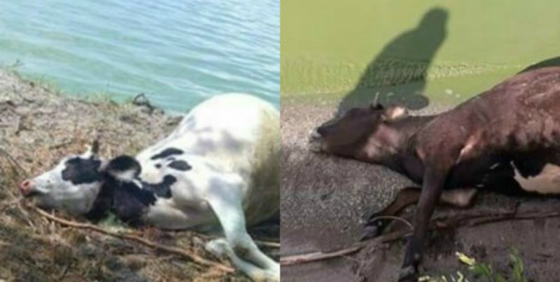Սևանա լճից ջուր խմելուց հետո տասնյակ կովեր են սատկել (լուսանկարներ)