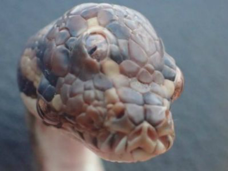 Ավստրալիայում եռաչք օձ են գտել