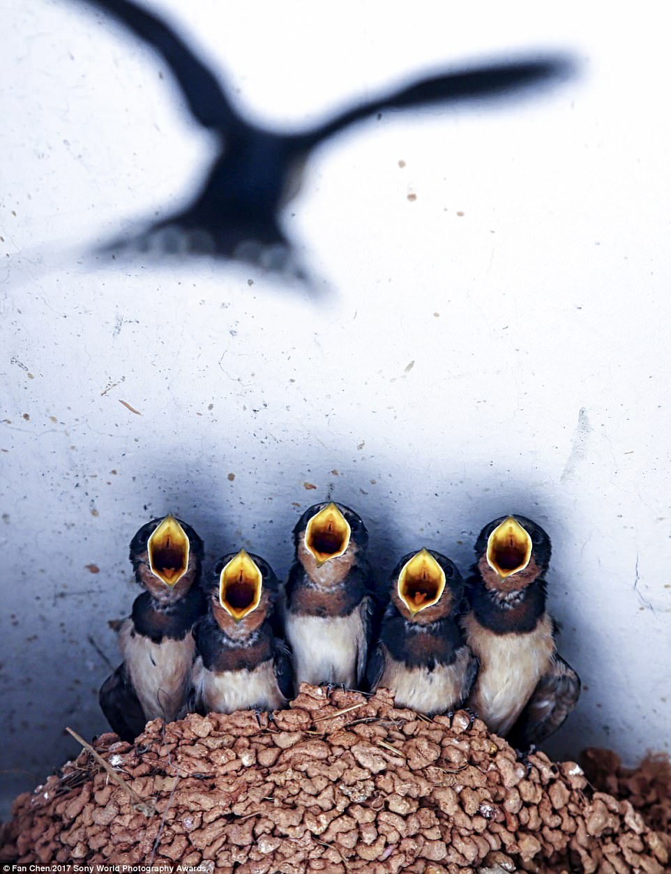 3E4AACC100000578-4315762-A_chorus_of_five_baby_swallows_eagerly_await_the_return_of_their-a-62_1489585214082.jpg