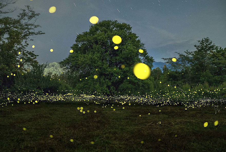 fireflies-long-exposure-photography-2016-japan-15.jpg