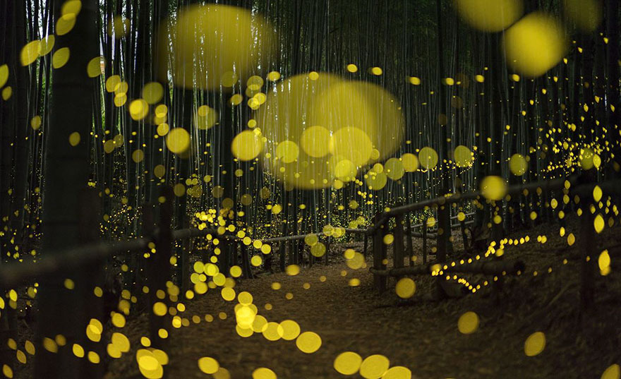 fireflies-long-exposure-photography-2016-japan-16.jpg