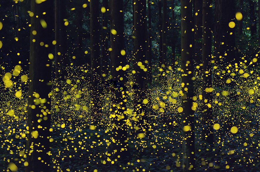 fireflies-long-exposure-photography-2016-japan-18.jpg