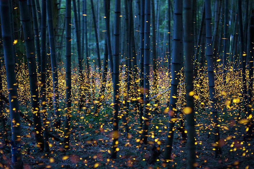 fireflies-long-exposure-photography-2016-japan-19.jpg