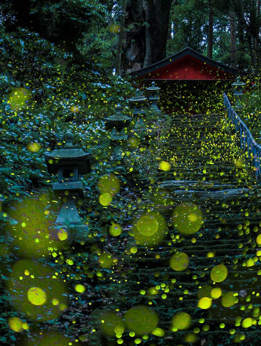 fireflies-long-exposure-photography-2016-japan-4a.jpg