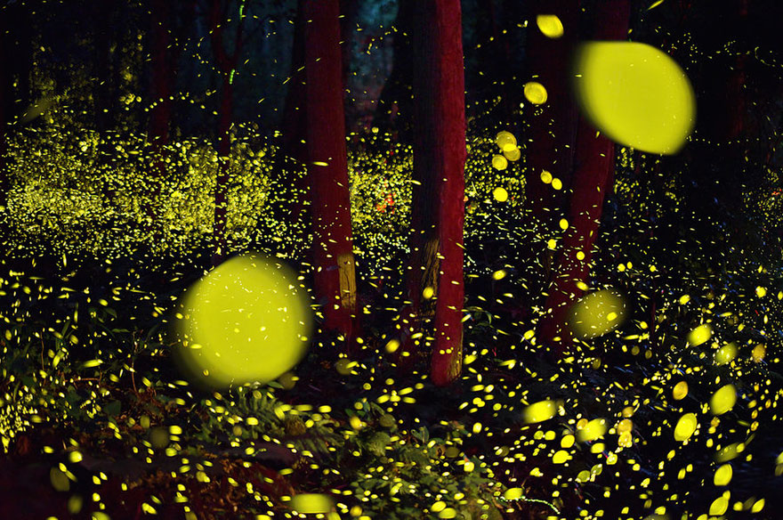 fireflies-long-exposure-photography-2016-japan-5.jpg