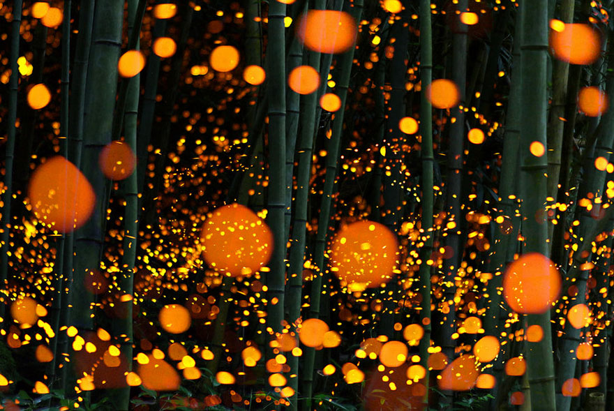 fireflies-long-exposure-photography-2016-japan-6.jpg